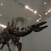 Izsolē uzstādīts jauns rekords – pārdota dārgākā dinozaura fosilija