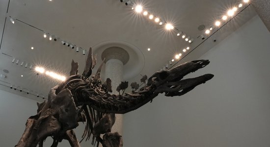 Izsolē uzstādīts jauns rekords – pārdota dārgākā dinozaura fosilija