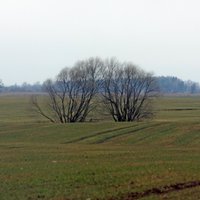 Lauksaimnieki: vietām Latvijā ir bažas par sējumu dzeltēšanu; Zemgalē ziemo normāli