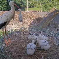 Mīnus viens. Stārķi Tuks un Mamma likvidē vārgāko cāli