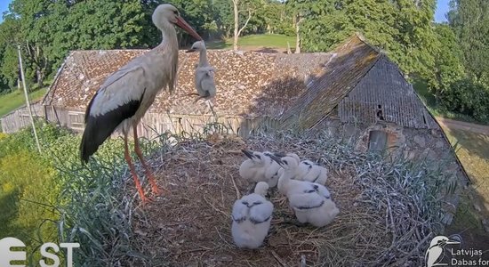 Mīnus viens. Stārķi Tuks un Mamma likvidē vārgāko cāli