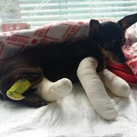 Рига: ветеринары спасли собаку, которую, возможно, выбросили из окна