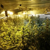 Foto: Policija Daugavpils novadā likvidē nelegālu marihuānas audzētavu