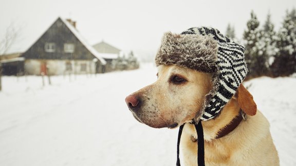 suns, ziema, cepure, aukstums, labradors