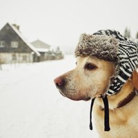 Ziemassvētku rotājumi, antifrīzs un citi apdraudējumi suņa dzīvībai ziemā