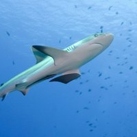 Десятилетний гавайский мальчик вырвался из пасти акулы
