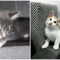 Vien dažus mēnešus veci: kaķēni, kas cer atrast mīlošas mājas