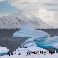 70 kilometrus garš aisbergs gandrīz sagādājis pamatīgas nepatikšanas pingvīniem