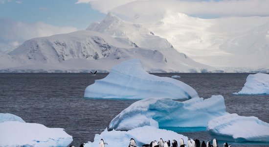 70 kilometrus garš aisbergs gandrīz sagādājis pamatīgas nepatikšanas pingvīniem