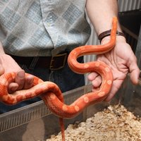 Rīgas Zoodārza čūskas – krāšņas, bet bez indes