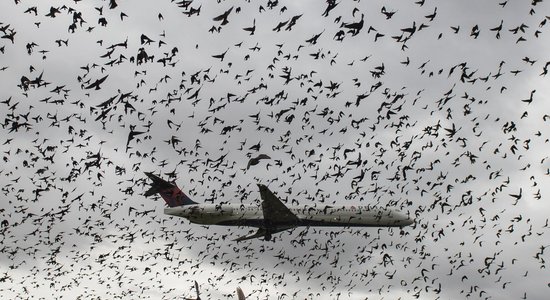 Пернатая авария: что происходит, когда самолет сталкивается с птицами?