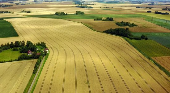 Vai graudu pietiks? Jaunajai ražai šogad slikts gads