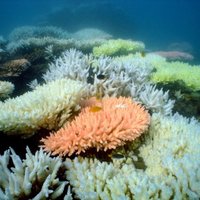 Большой барьерный риф потерял за 27 лет 48% кораллов
