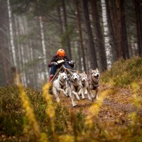 Latvijai četras uzvaras Pasaules kausa posmā kamanu suņu sportā