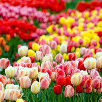Россия предложила приостановить сертификацию голландских цветов