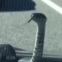 Video: Mangaļsalas čūska baida braucējus ceļā uz Mērsragu un izbēg Iļģuciemā