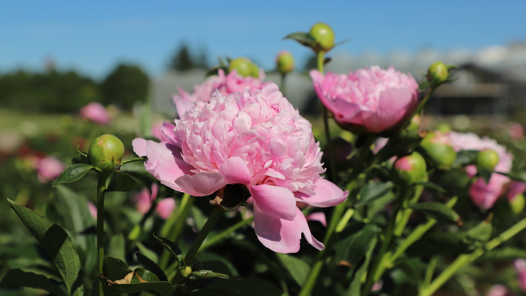 The rise of the magnificent peony! 13 places in Latvia where you can be captivated by magnificent peonies in June