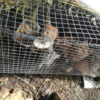 Turēti būros bez ūdens, patvēruma no saules un lietus; Policija konfiscē 45 kaķus