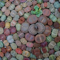 Dzīvie akmeņi litopši piemēroti slinkajiem dārzniekiem: kā skaistos augus audzēt un kopt