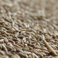Pērn sasniegts graudu ražas rekords - 2,2 miljoni tonnu; cenas krīt par 16,5%