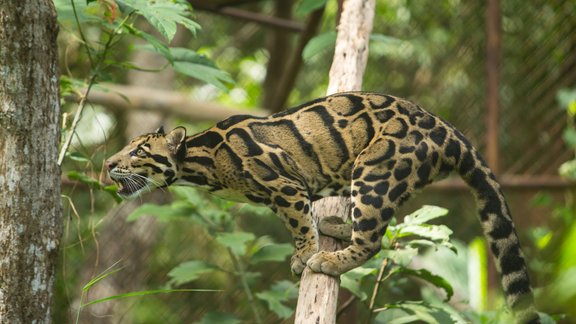 Dūmakainais leopards