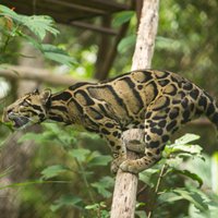Iepazīstam dzīvniekus: dūmakainais leopards – skaistulis ar mērkaķa veiklību