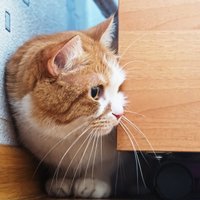 Kāpēc kaķi bīstas no gurķiem?