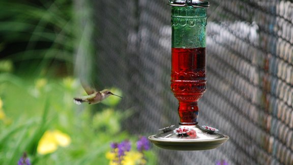 bird gardening