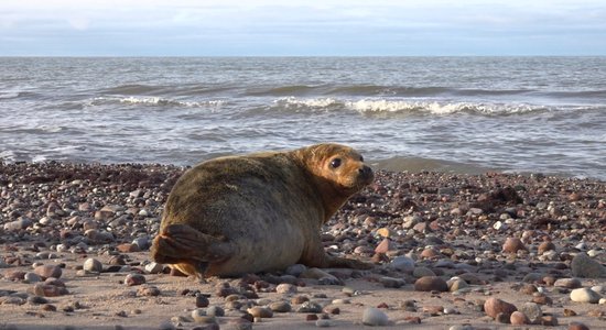 На морском побережье обнаружен первый в этом году детеныш тюленя