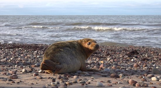 Сотрудники Рижского зоопарка выпустили в Балтийское море самку тюленя