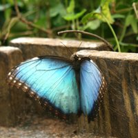 LU Botāniskā dārza Tropu tauriņu mājā sācies 'Zilo morfīdu trakums'