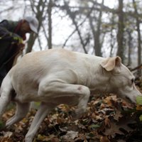 В Латвии найден второй съедобный дикорастущий трюфель
