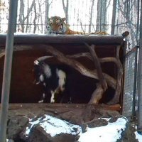ФОТО: Смелый козел выгнал амурского тигра из жилища в Приморском Сафари-Парке