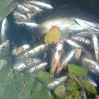 Ičas upes zivju 'slepkavas' meklējumi: VUGD savu vainu noliedz