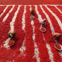 Foto: Sarkanais paklājs jeb Čili ražas vākšana Bangladešā