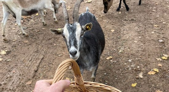 Ragi, ganības un siers. 'Birznieku' Jāņa stāsts