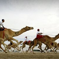 Foto: Kā arābu žokeji ar kamieļiem skrienas