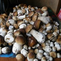 ФОТО: Читатели DELFI хвастаются "урожаем" грибов! (обновлено)