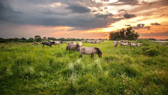 Lielupes palienes pļavas, savvaļas zirgi, Konik polski