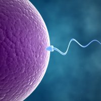 Побеждающих мужское бесплодие спермоботов показали на видео