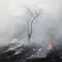 Pēc trīs dienām likvidēts meža ugunsgrēks Garkalnē