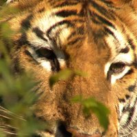 Video: Cirka tīģeris saplosa dresētāju
