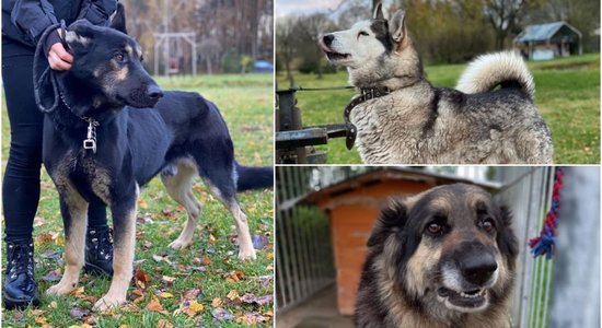 Pamesti vai zaudējuši mīļoto saimnieku: seši suņi māju meklējumos