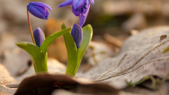 scilla pavasaris marts aprīlis puķes