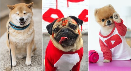 Top 10 visu laiku slavenākie suņi 'Instagram'