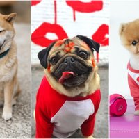 Top 10 visu laiku slavenākie suņi 'Instagram'