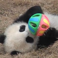 ВИДЕО: Панды тоже любят играть в мячик