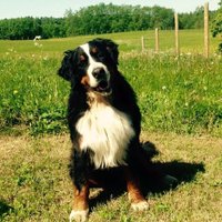 Meklē Gaiziņkalna apkaimē pazudušu suni; atradējam piedāvā atlīdzību