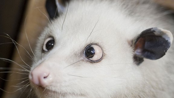 Cross-eyed opossum Heidi