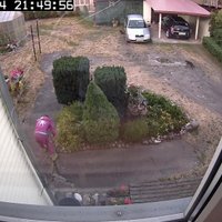 Video: Kaimiņiene zog puķes no blakus mājas dārziņa